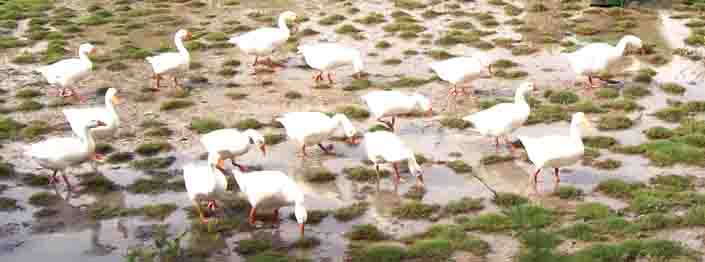 Sundarban Ducks Wandering on ground