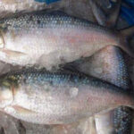HILSA FISH