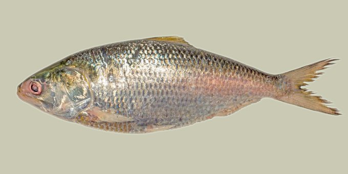 Sundarban Hilsa Festival Special Package Tour