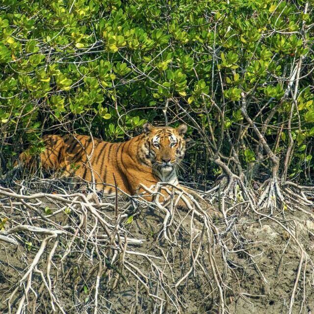 sundarban trip tiger tour