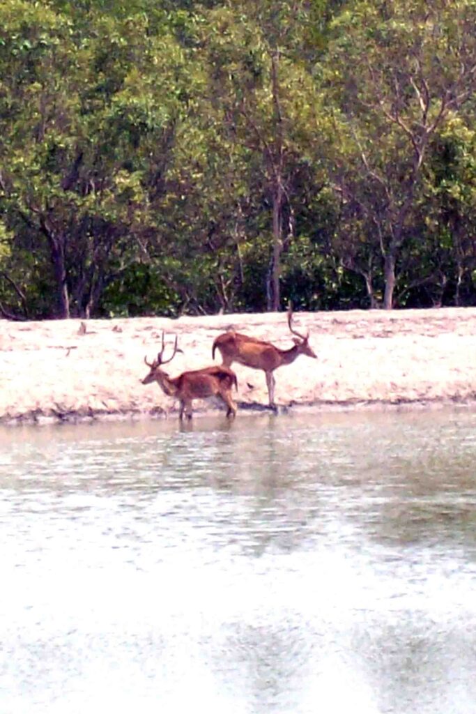 SUNDARBAN DEER AT DOBANKI