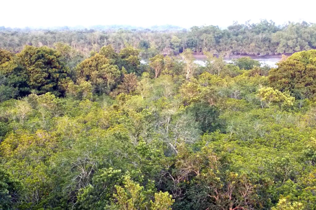 Sundarban Deep Forest Package
