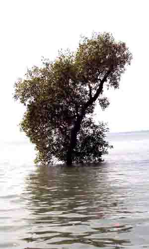 SUNDARBAN TRIP SUBMERGED MANGROVE