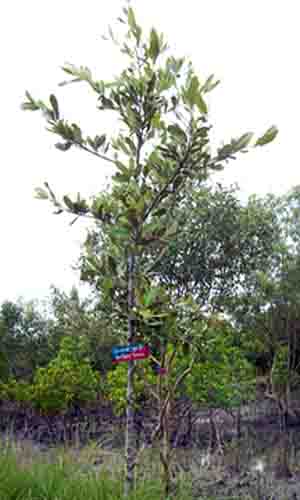 SUNDARBAN TRIP SUNDARI TREE