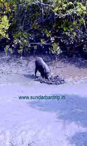 SUNDARBAN TRIP WILD PIG