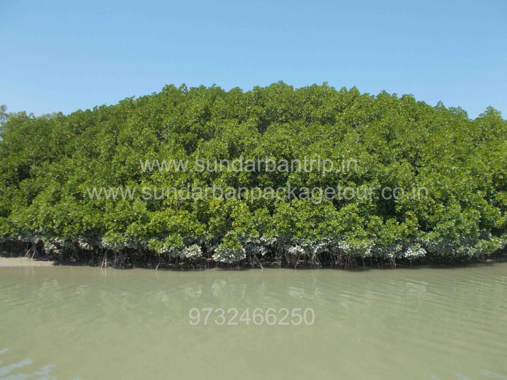 Sundarban Mangrove Forest is about
