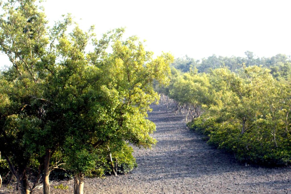 Sundarban Mangrove Island