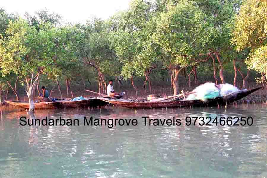 Sundarban Mangrove Nature Trip
