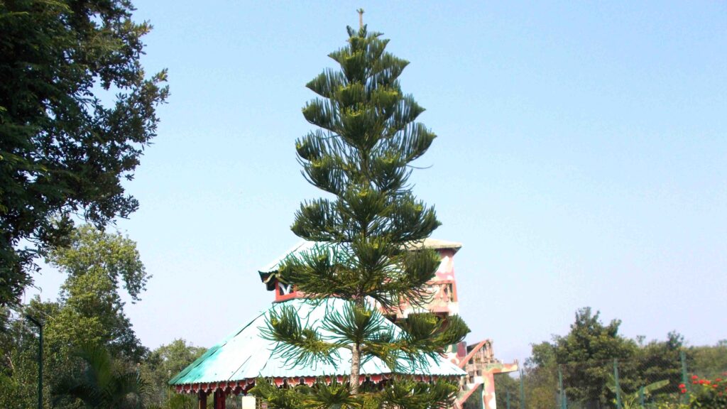 Sundarban Mangrove Travels Trip